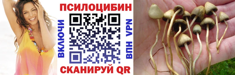 Галлюциногенные грибы Psilocybe  закладка  Вязьма 